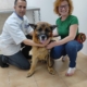 dog Tino, a German shepherd, happy and content; rescued by Dr. Petrov and Alexandra, the dog sitter